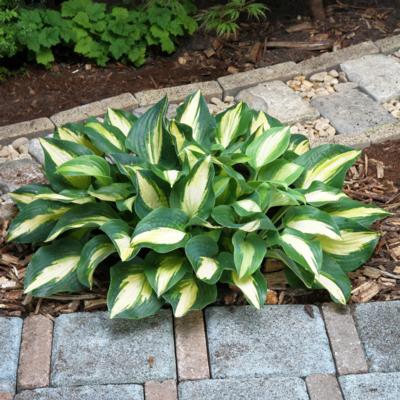 Hosta 'Chain Lightning' Hosta 'Chain Lightning'